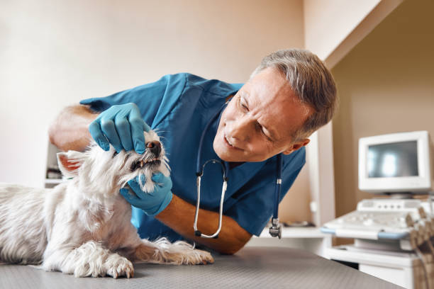 Best Emergency Root Canal Treatment in Duquesne, MO